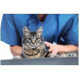 acupuntura para gatos marcar Vila Operária