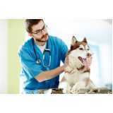 agendamento de endocrinologia para cães de grande porte Brasmadeira