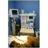 agendamento de exame de ultrassonografia para cães Santa Cruz