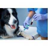 agendamento de exames de hematologia para animais XIV De Novembro