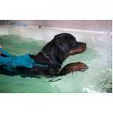 agendamento de fisioterapia de cachorro Três Barras do Paraná