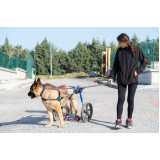 agendamento de fisioterapia para cachorro de médio porte Jardim Anápolis