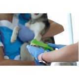 agendamento de fisioterapia para cães e gatos Quatro Pontes