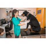 agendamento de nefrologia para cachorro de grande porte Maracanã