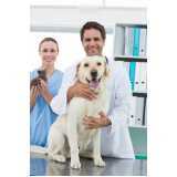 agendamento de nefrologia para cachorros e gatos Vila Industrial