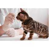 agendamento de nefrologia para cães e gatos Santo Onofre