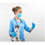 aplicação de vacina antirrábica para cães Braganey