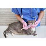aplicação de vacina antirrábica para gato Toledo