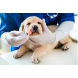 aplicação de vacina contra raiva em cachorro São Pedro do Iguaçu