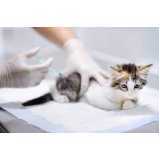 aplicação de vacina de raiva para gatos Céu Azul