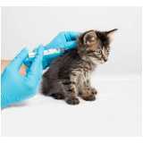 aplicação de vacina para filhote de gato Pinheirinho