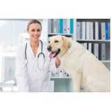cardiologista para cachorro agendar Universitário