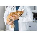 Cardiologista para Cachorro Cascavel