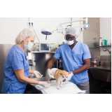 cirurgia ortopédica em cães Ibema