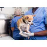 cirurgia ortopédica para cachorro Céu Azul