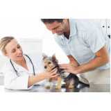 clínica especialista em medicina preventiva animal Morumbi