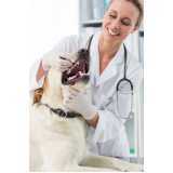 clínica especialista em medicina preventiva para cachorros Alto Alegre