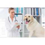 clínica especialista em medicina preventiva para cães e gatos Interlagos