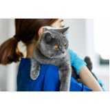 clínica especialista em uti para gatos de estimação Ramilândia