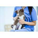 clínica especializada em gastroenterologia para animais Céu Azul