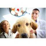 clínica especializada em gastroenterologia para cachorro de pequeno porte Centro de Cascavel