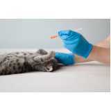 clínica especializada em medicina para felinos Cataratas
