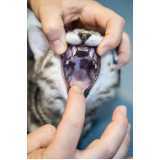 clínica especializada em medicina para gatos Recanto Tropical