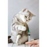 clínica especializada em medicina veterinária para felinos Conjunto Habitacional Britânia