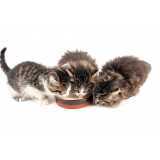 clínica especializada em nutrição veterinária para gatos Toledo