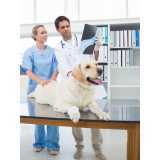 clínica especializada em ortopedia para animais de pequeno porte Interlagos