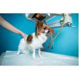 clínica especializada em ortopedia para cachorro de pequeno porte Matelândia