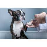 clínica especializada em tratamento de doenças de cães com células troncos Jardim Gisela
