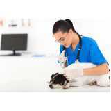 clínica especializada em tratamento veterinário células tronco Universitário