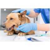 clínica especializada em tratamento veterinário com células tronco Recanto Tropical