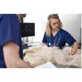clínica especializada em urologia cães de grande porte Interlagos