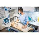clínica especializada em urologia de cachorro Cataratas