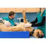 clínica especializada em urologia em cães Santos Dumont