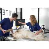 clínica especializada em urologia para cachorro de pequeno porte Ramilândia
