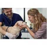 consulta veterinária cachorro Santos Dumont