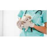 consulta veterinária de gatos agendar Canadá