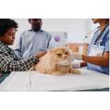 consulta veterinária de gatos Cataratas