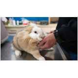 consulta veterinária dermatológica para cachorro Morumbi