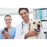 consulta veterinária para cachorro agendar Cataratas