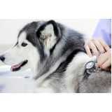 consulta veterinária para cachorro Cataratas