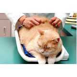consulta veterinária para gato agendar Santa Felicidade