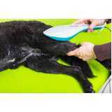 contato de hospital veterinário de cães e gatos São Pedro do Iguaçu