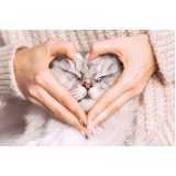 cuidados paliativos para cães e gatos com câncer XIV De Novembro