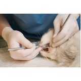 dentista gato marcar Vila Operária