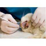 dentista gato Conjunto Habitacional Britânia