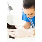 dermatologia animal contato Vila Brasil